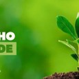 Junho Verde