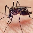 Aedes aegypti