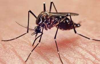 Aedes aegypti